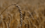 Les prix du blé décollent après les frappes russes contre des ports ukrainiens