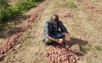 Cherté de l'oignon : "le Sénégal a atteint l'autosuffisance" mais il y a "des soucis de stockage et de transformation" (ministre)
