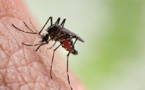Chikungunya : après Kédougou, la maladie s’est propagée jusqu'à Dakar