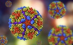 Chikungunya : symptômes, traitement et prévention
