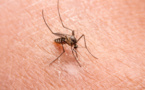 ​Épidémie de chikungunya: plus de 100 cas dans la région de Kédougou