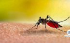 ​Apparition de cas de chikungunya : le Sénégal lance une campagne de prévention