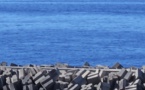 Une énième pirogue partie du Sénégal vient d’accoster sur les côtes espagnoles
