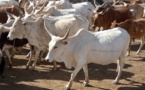 Magal de Touba 2023 : 272 bœufs volés lors de l'attaque d'un convoi