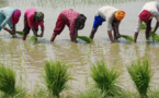 L'envol des prix du riz préfigure les risques alimentaires liés au climat
