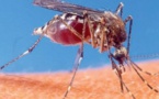 Epidémie de Chikungunya:  42 cas et 01 décès recensés à Tambacounda