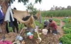 ​Banlieue de Dakar: des maraîchers reprochent au Gvt de leur "faire la force"