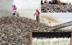 La sécurité alimentaire au Sénégal et en Mauritanie menacée par la croissance de l'industrie de la farine et de l'huile de poisson
