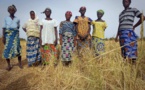 Journée internationale de la femme rurale : Kaolack réclame des assises de l’Agriculture et du foncier