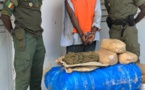Trafic de drogue démantelé à Kaolack : deux (2) individus arrêtés et 100 kg de chanvre indien saisis 