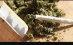 Consommation de chanvre indien: un groupe de vieux tombe avec 125 grammes de cannabis