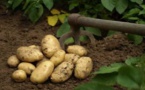 Lancement de la campagne de commercialisation de la pomme de terre