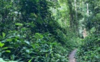Congo-B: la compagnie pétrolière nationale lance un projet de reforestation
