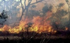 Kaffrine : des champs de maïs ravagés par un feu de brousse 