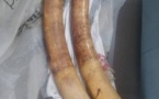 Criminalité faunique à Dakar: arrestation d'un trafiquant en possession de deux défense d'éléphant et de 90 bijoux de luxe