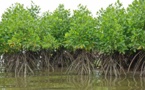 Fatick : les Aires marines protégées abritent 152 000 ha de mangrove (responsable)