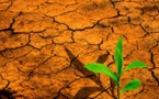 Effets des changements climatiques au Sénégal: plus de 8 500 ha de terre dégradés à restaurer