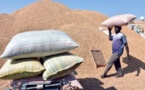 Commercialisation de l’arachide: le Syndicat national des corps gras demande le gel des exportations
