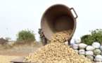 Prix de l'arachide fixé à 250 F le kg: les paysans retiennent leurs graines