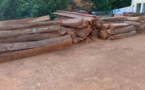Trafic et coupe illicite de bois à Kédougou: quatre individus de nationalité guinéenne placés sous mandat de dépôt