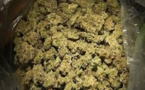 Trafic de drogue : Amar Sow tombe avec 74 kg de chanvre