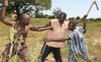 Violente bagarre entre berger et agriculteurs à Tambacounda : quatre (4) blessés, dont un jeune agriculteur amputé 