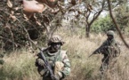 Opération de sécurisation en Casamance: L’armée continue de détruire les champs de cannabis pour freiner le trafic de drogue 