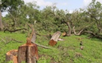 Trafic international de bois : le service des eaux et forêts de Sédhiou fait une grosse saisie