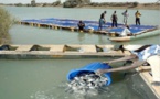 Aquaculture : Dr Téning Sène souligne la nécessité de renforcer la capacité des acteurs du secteur privé