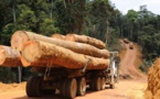 Trafic international de bois en Casamance : deux camions interceptés et un convoyeur arrêté à Bounkiling