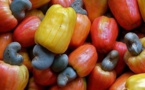 Filière anacarde et  mangue : un forum de deux jours à Ziguinchor pour rendre ce secteur compétitif