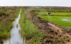 Résilience Vallée du fleuve Sénégal: la Banque mondiale annonce une contribution de plus 117 milliards F Cfa