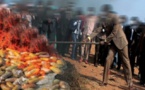 ​Ziguinchor : 3,7 tonnes de chanvre incinérées