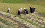 Dagana : la campagne de contresaison compromise par l’endettement des producteurs