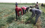 Production nationale d'oignon  : les acteurs de la filières redoutent le bradage de la récolte