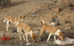 Bignona : les populations alertent sur la présence de meutes de chiens errants dans les cimetières