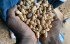 ​Bassin arachidier : les agriculteurs invitent les nouvelles autorités à se pencher sur le problème de stockage des producteurs