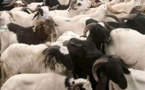 Kaolack Tabaski 2024 : 50 mille têtes de moutons attendus sur le marché