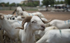 Diourbel : les besoins en moutons estimés à 75 mille têtes pour la Tabaski (officielle)
