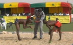 Lutte traditionnelle :  les phases finales du Drapeau du Chef de l'Etat prévues du 9 au 12 mai