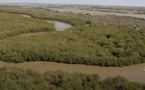 Saint-Louis : plaidoyer pour la préservation de l’écosystème mangrove