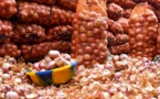 Plus de 10.000 tonnes d’oignon invendues dans les Zone des Niayes