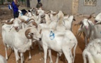 Tabaski : 20 mille têtes de moutons pour approvisionner le marché de Ziguinchor