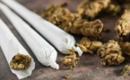 En prison, un détenu sur quatre fume quotidiennement du cannabis
