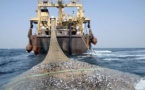 Pêche aux larges des eaux sénégalaises :  35 navires autorisés (document)