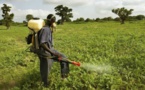 Environnement: L’agriculture sénégalaise utilise près de 5.000 tonnes de pesticides par an, selon un expert