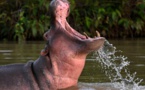 Tomboronkoto (Kédougou) : un jeune garçon mordu par un hippopotame