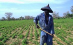 Une réunion élargie aux acteurs de la filière avicole annoncée par le ministre de l’Agriculture
