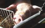 Côte d'Ivoire: le retour de la peste porcine africaine alarme les éleveurs de porcs
