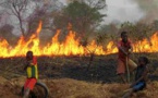 ​Dagana : des champs ravagés par un incendie dévastateur